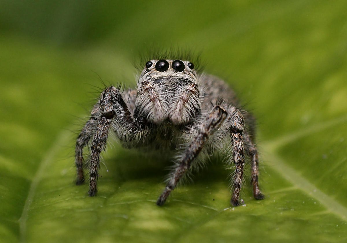 Che occhioni ... - Philaeus chrysops - Lesmo (MB)